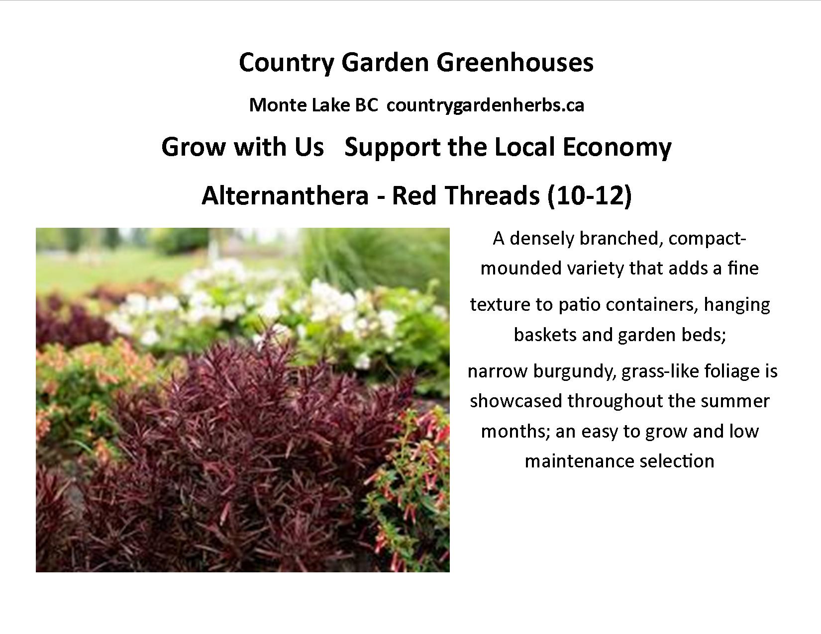 Alternanthera - Red Threads