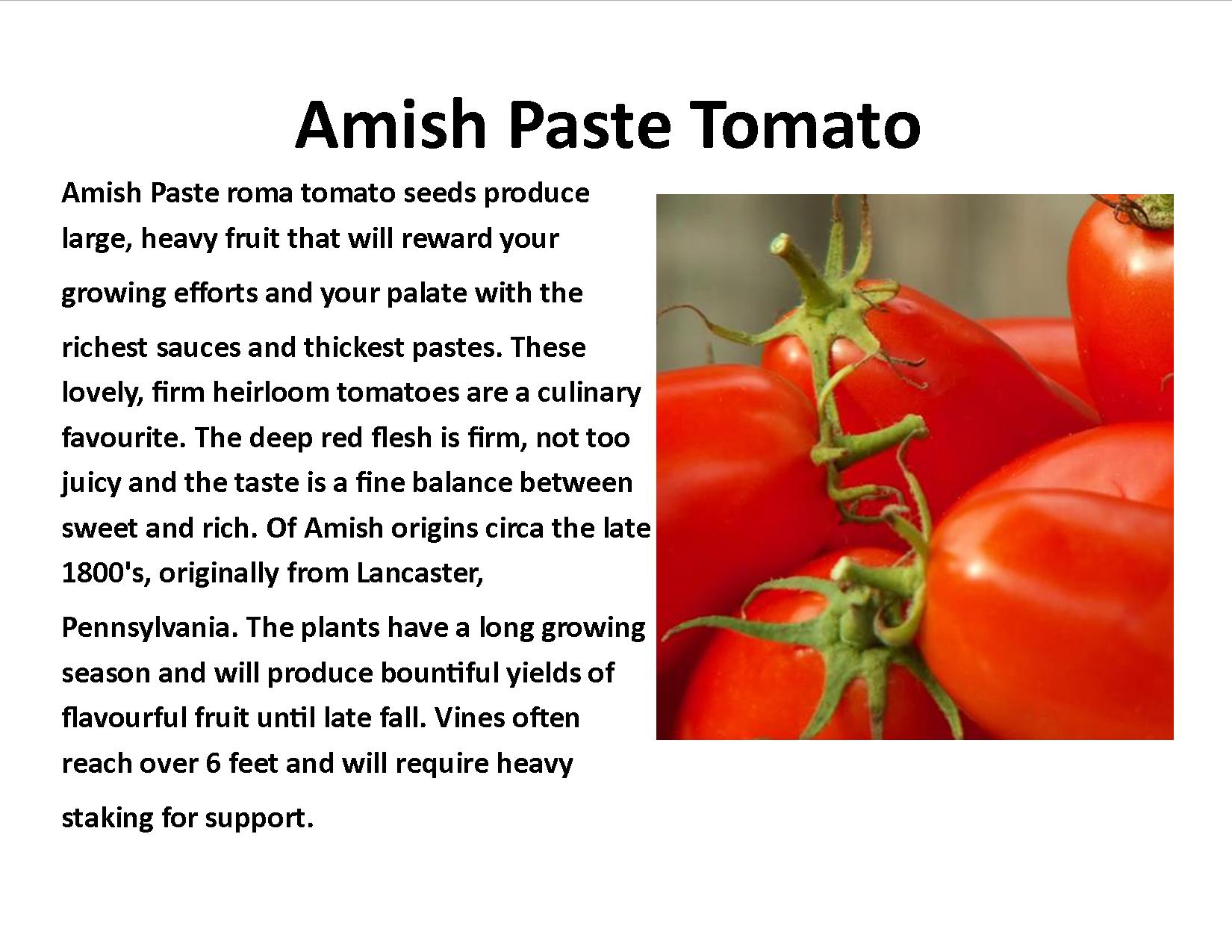 Amish Paste Tomato