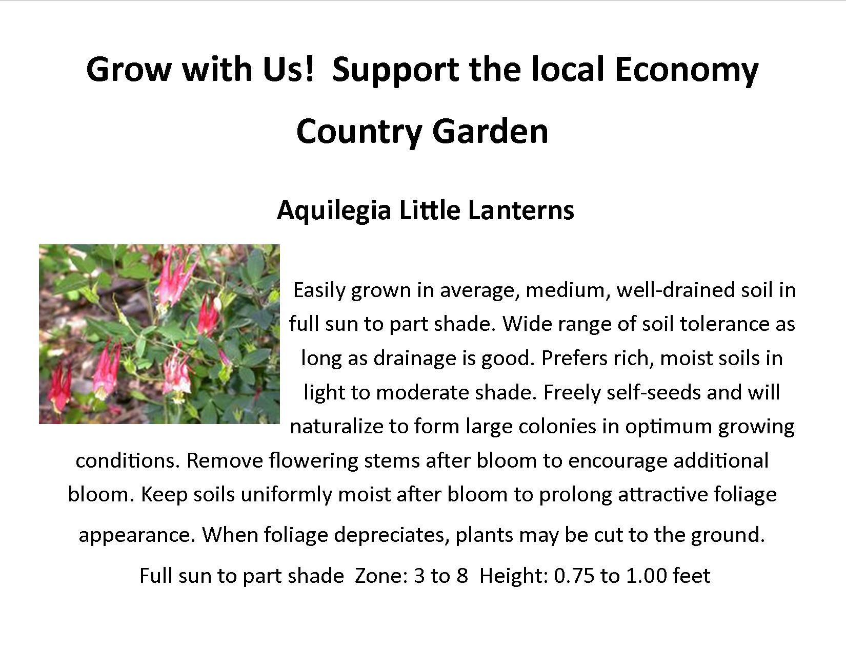 Aquilegia Little Lanterns