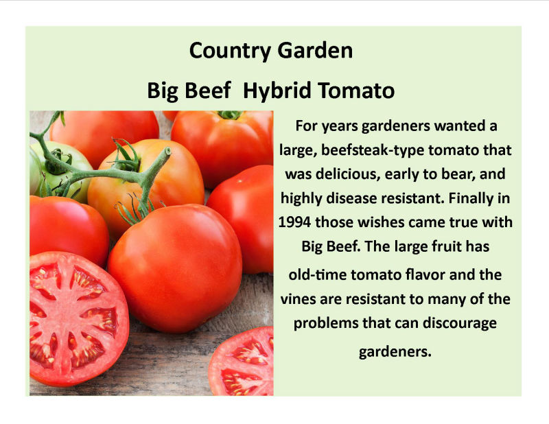 Big Beef  Hybrid Tomato