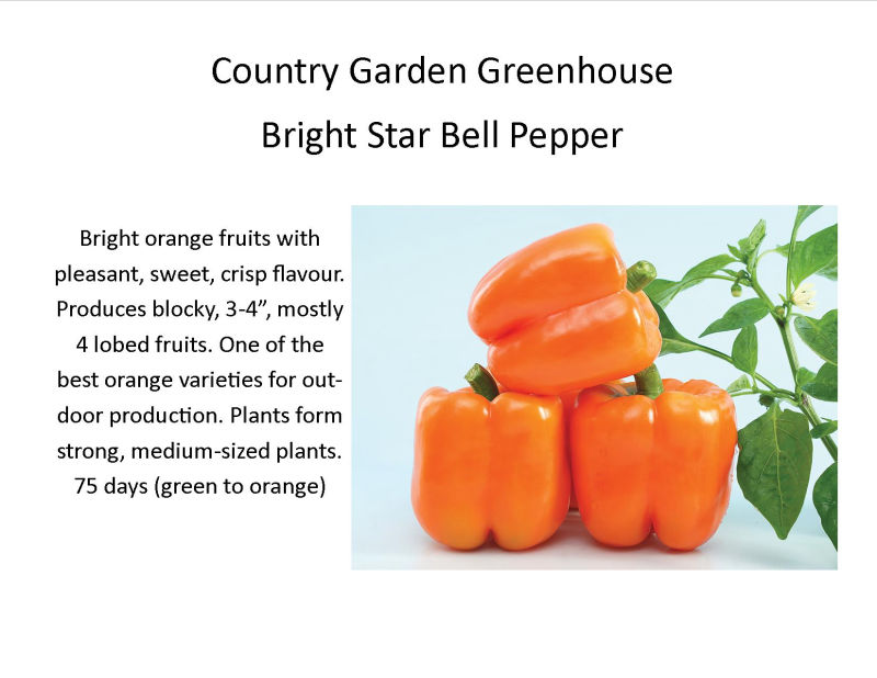 Bright Star Bell Pepper
