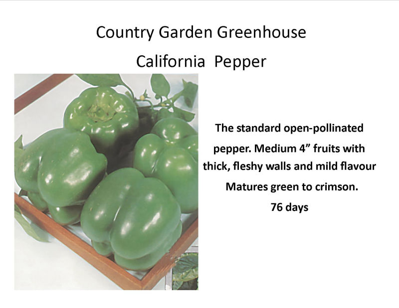 California  Pepper