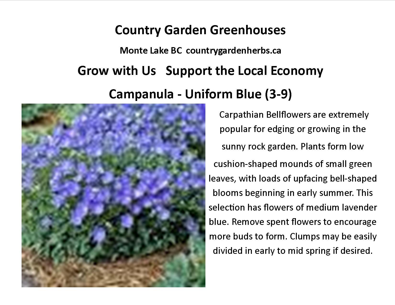 Campanula - Uniform Blue