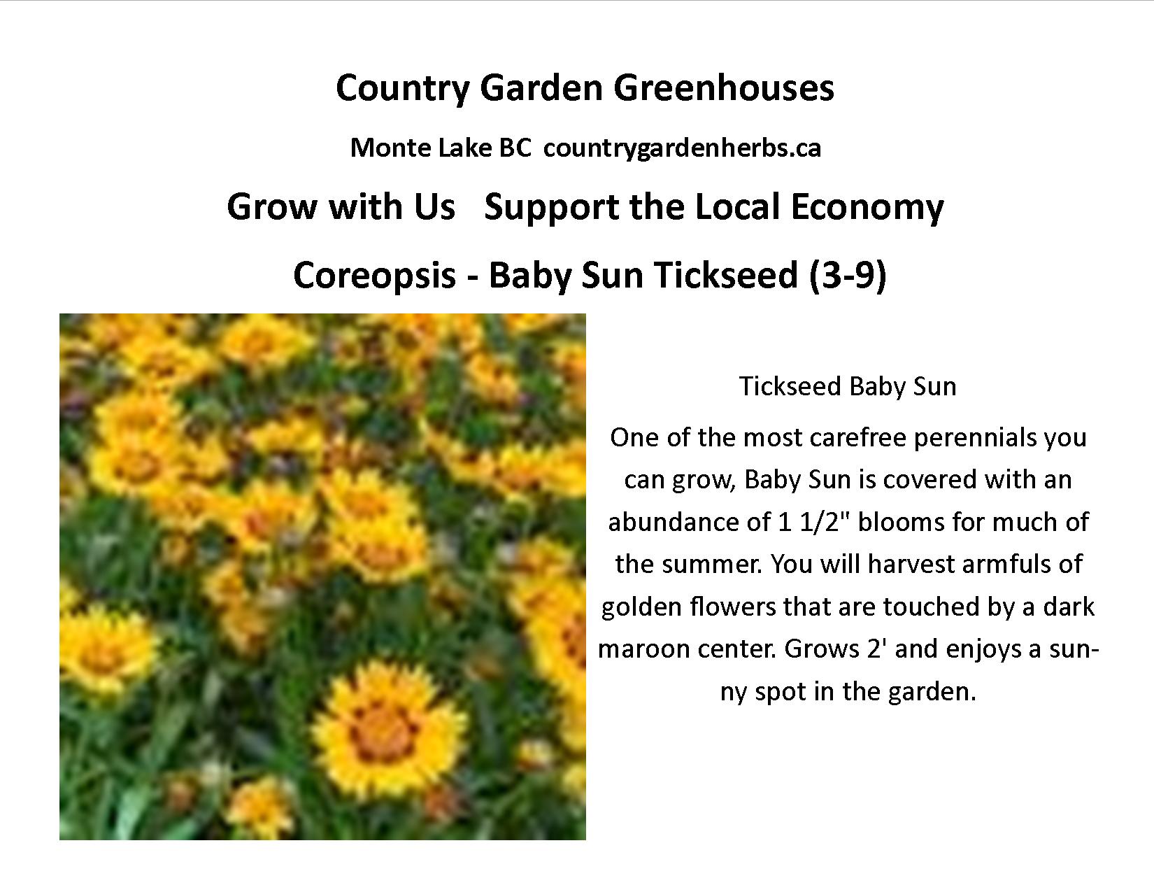 Coreopsis - Baby Sun Tickseed