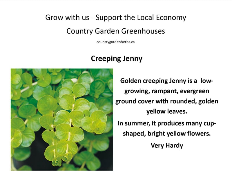 Creeping Jenny