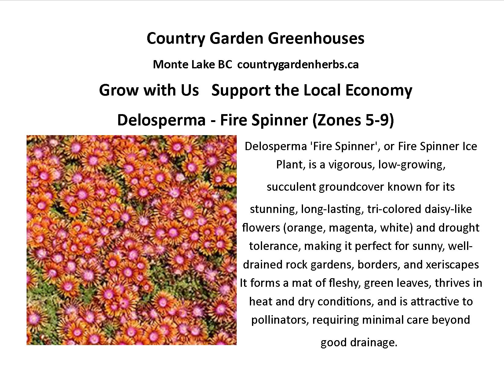 Delosperma - Fire Spinner