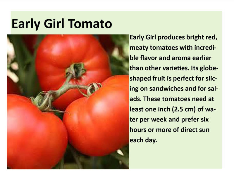 Early Girl Tomato 1