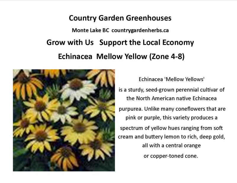 Echinacea  Mellow Yellow