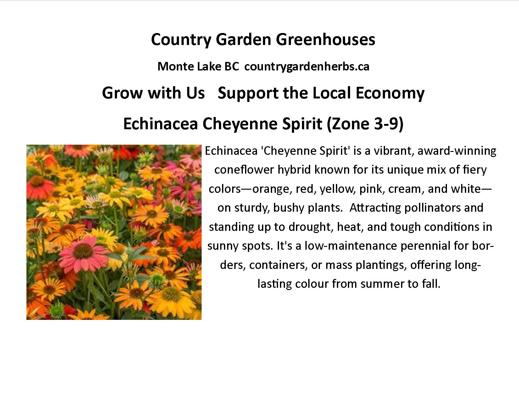 Echinanea Cheyenne Spirit