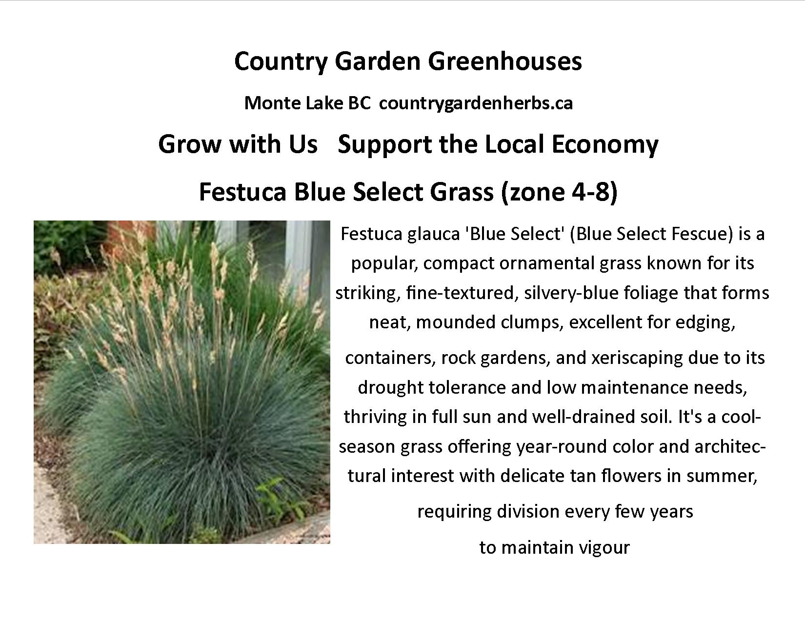 Festuca Blue Select Grass