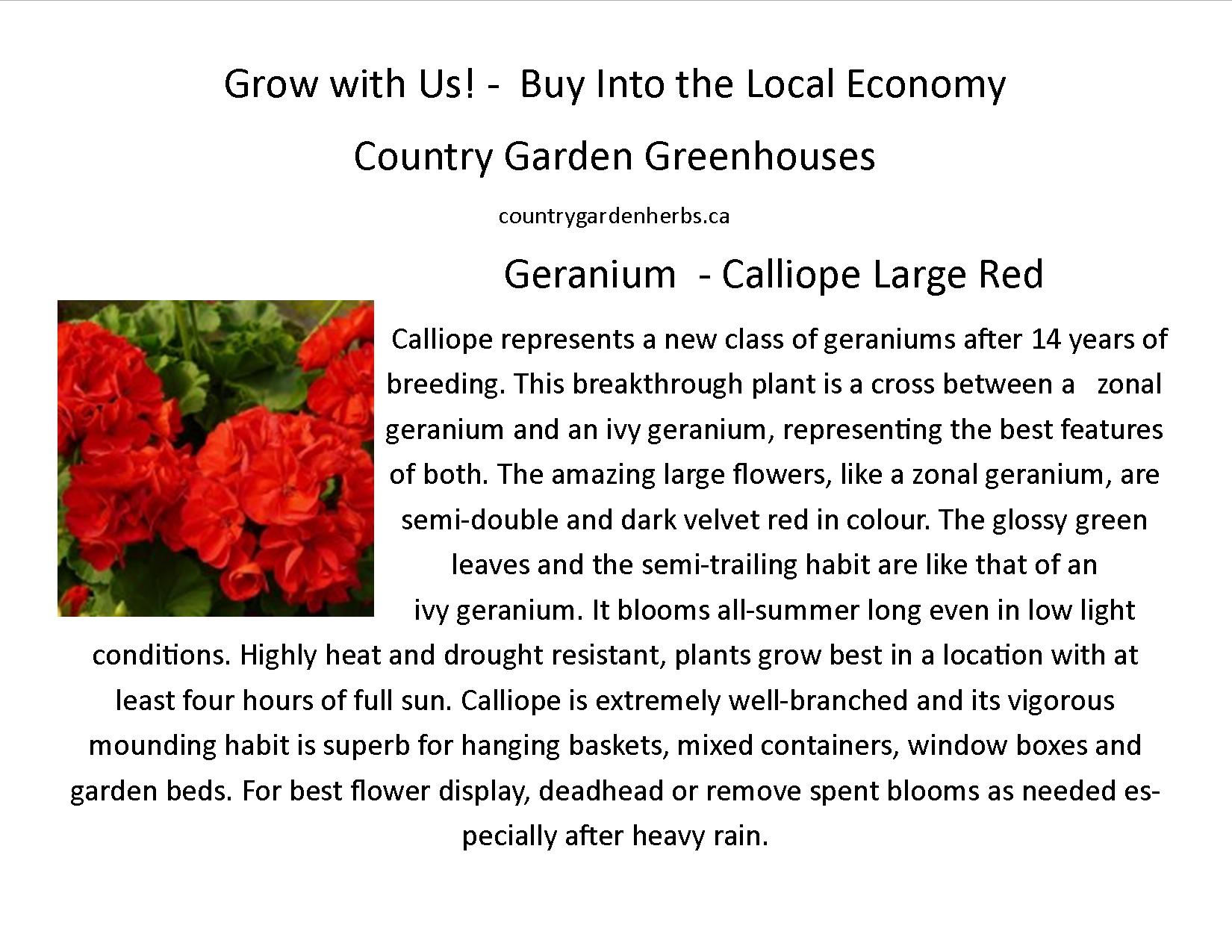 Geranium  - Calliope Large Red