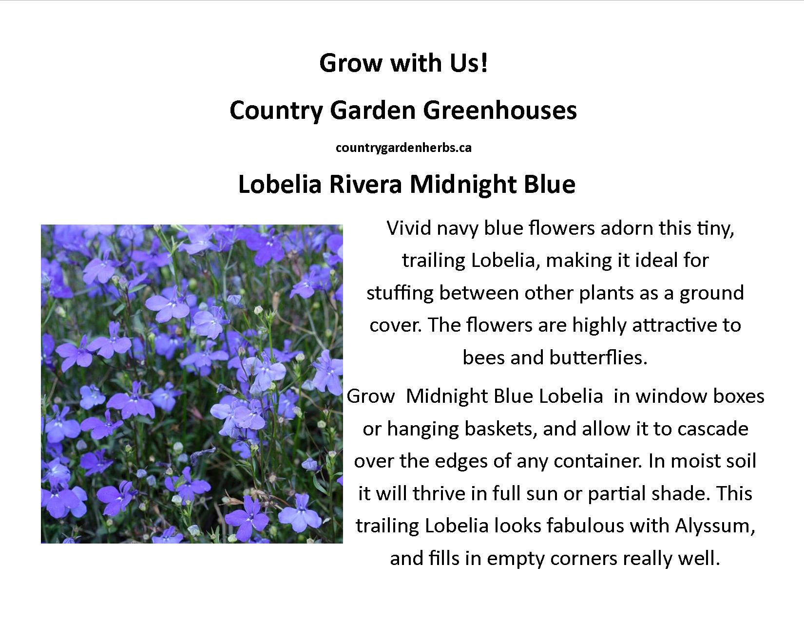 Lobelia Rivera Midnight Blue