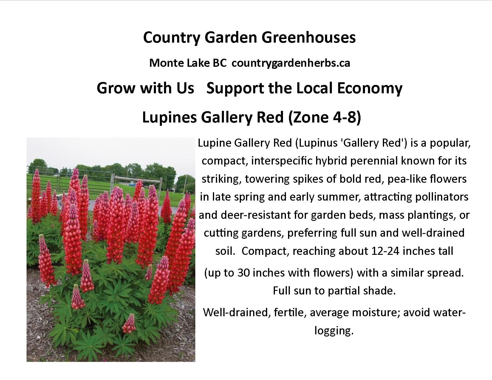 Lupines Gallery Red