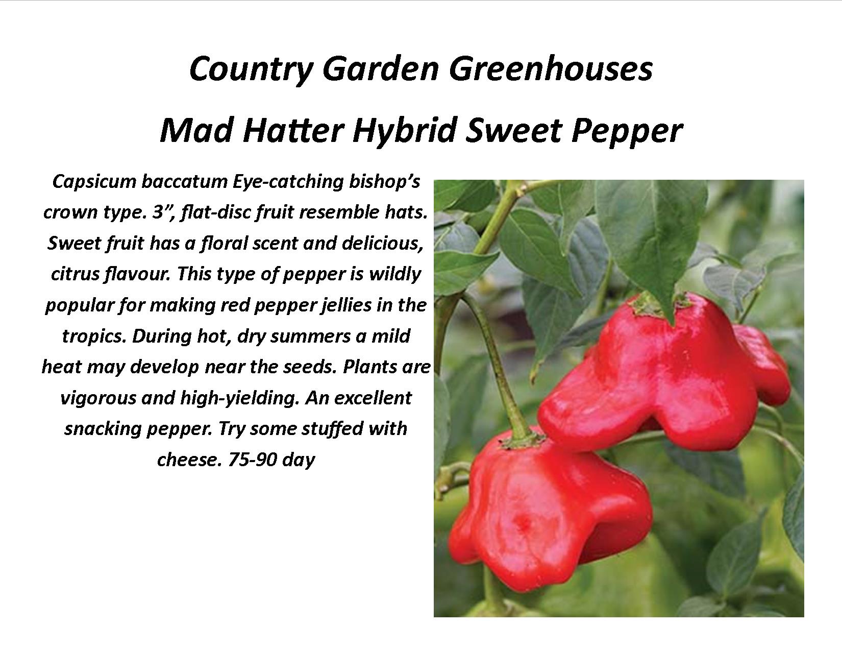 Mad Hatter Hybrid Sweet Pepper