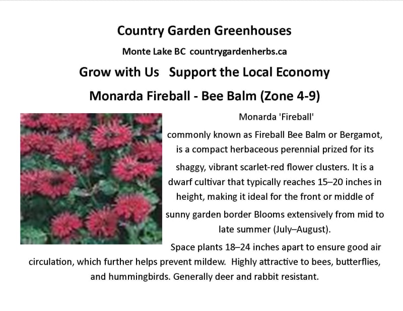 Monarda Fireball - Bee Balm