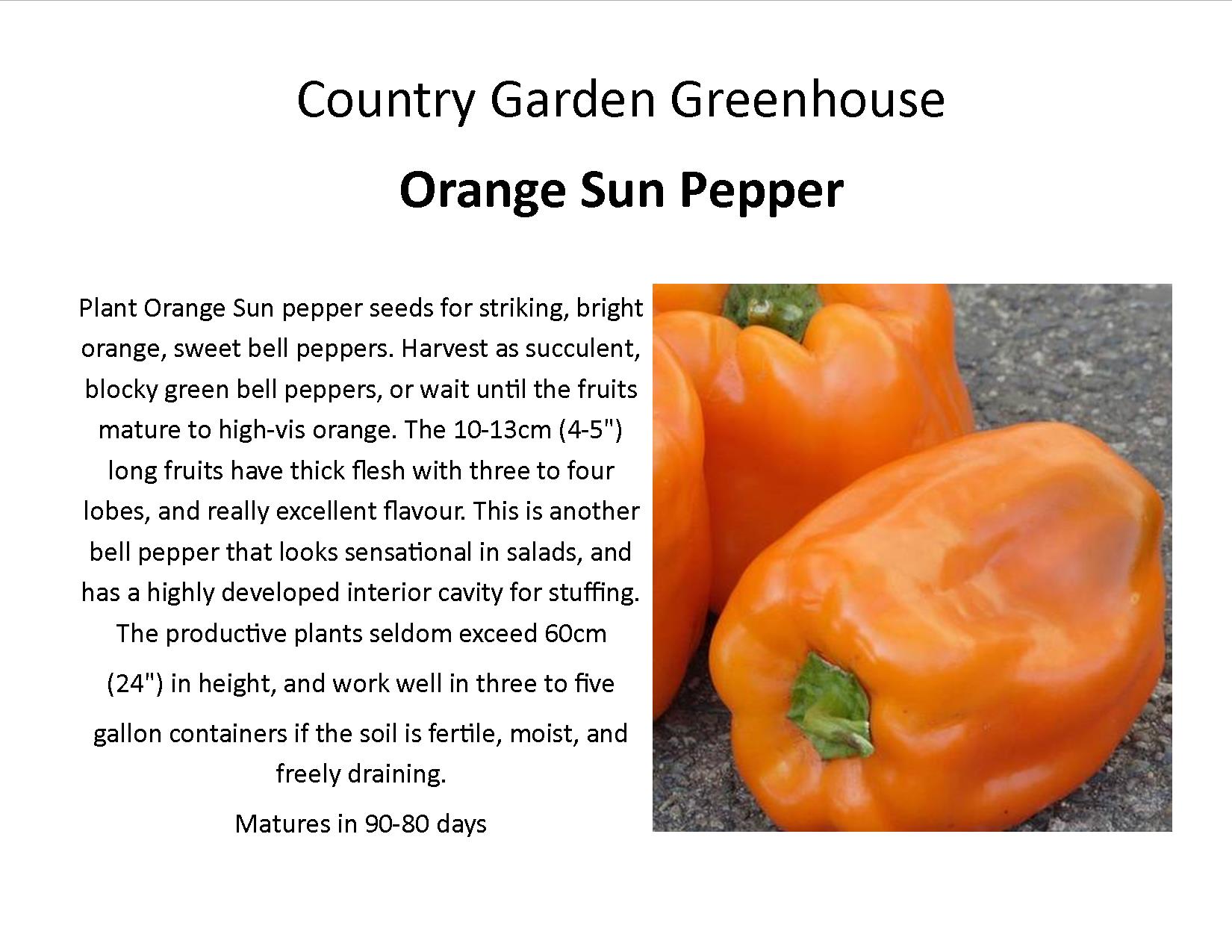 Orange Sun Pepper
