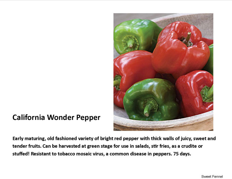 Pepper-Sweet- California Wonder