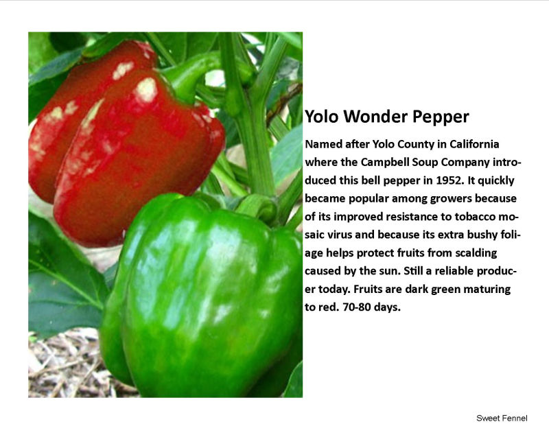 Pepper-Sweet- Yolo Wonder
