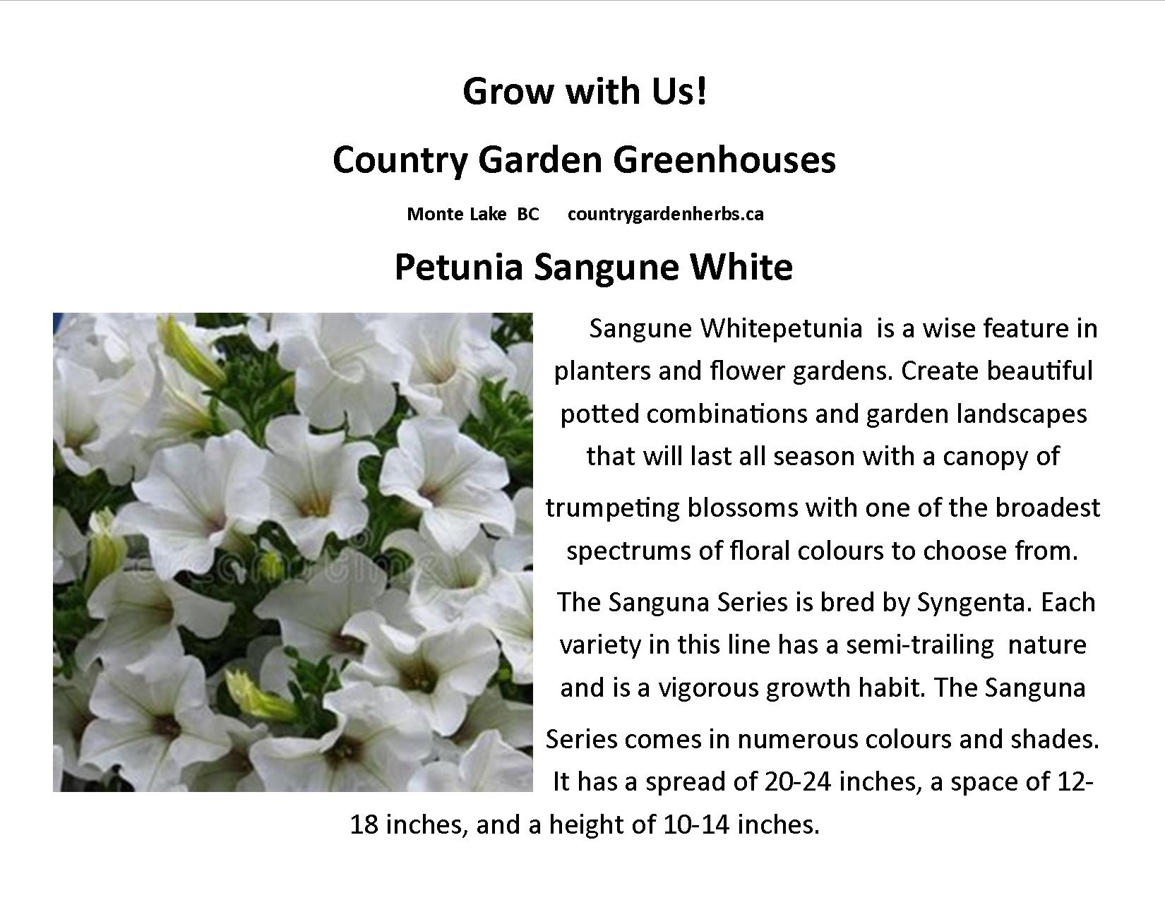 Petunia Sangune White  