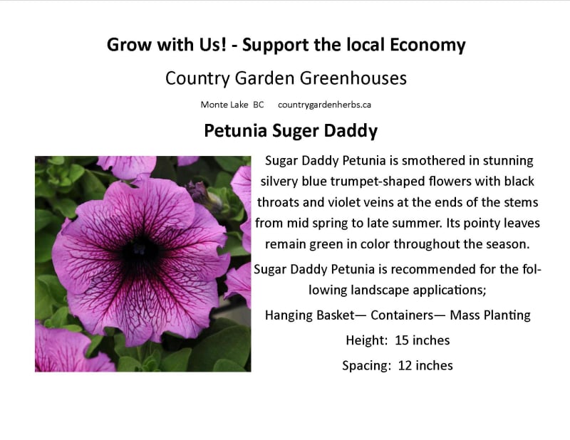 Petunia Suger Daddy
