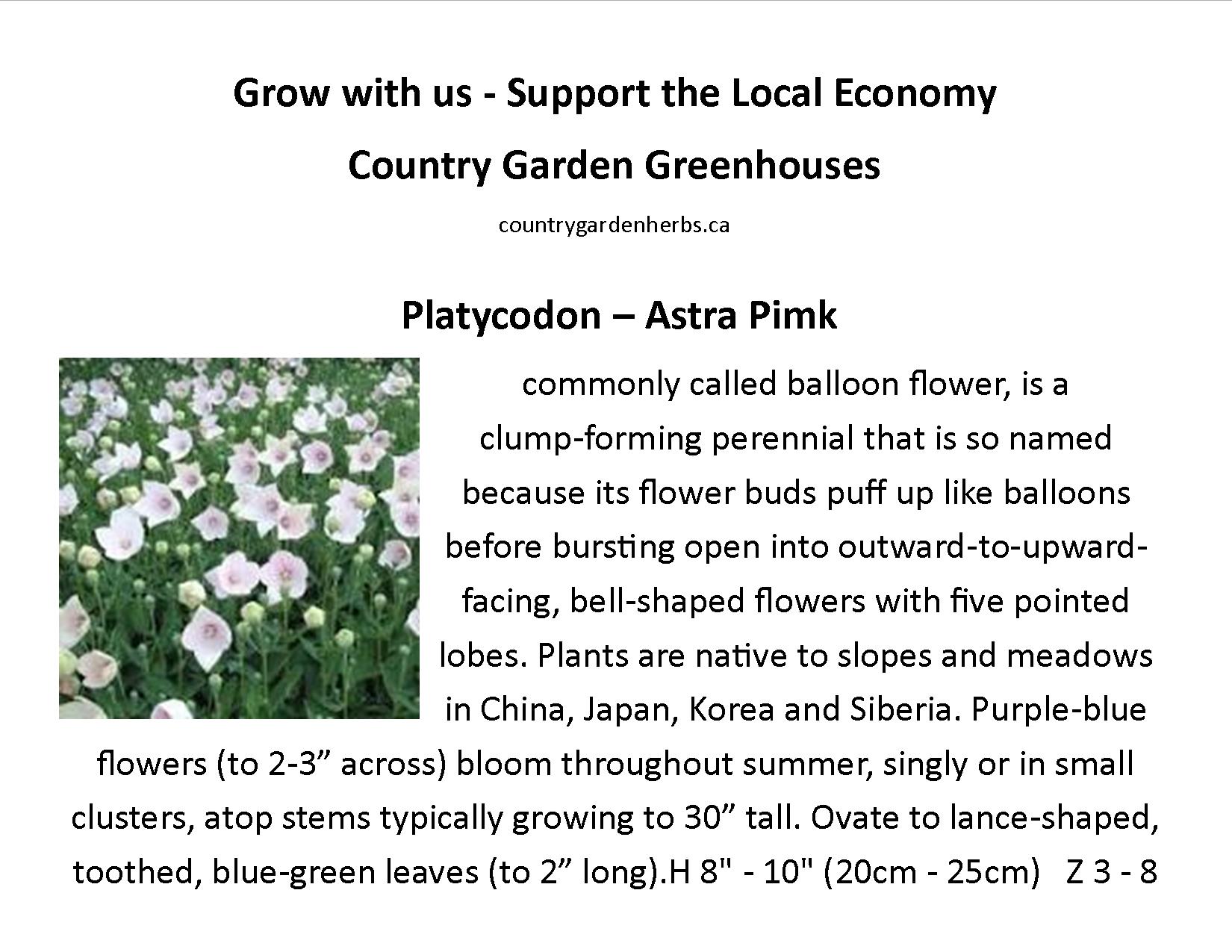 Platycodon – Astra Pimk