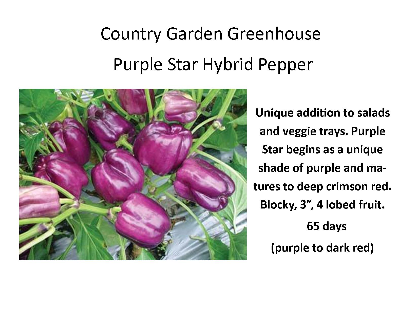 Purple Star Hybrid Pepper