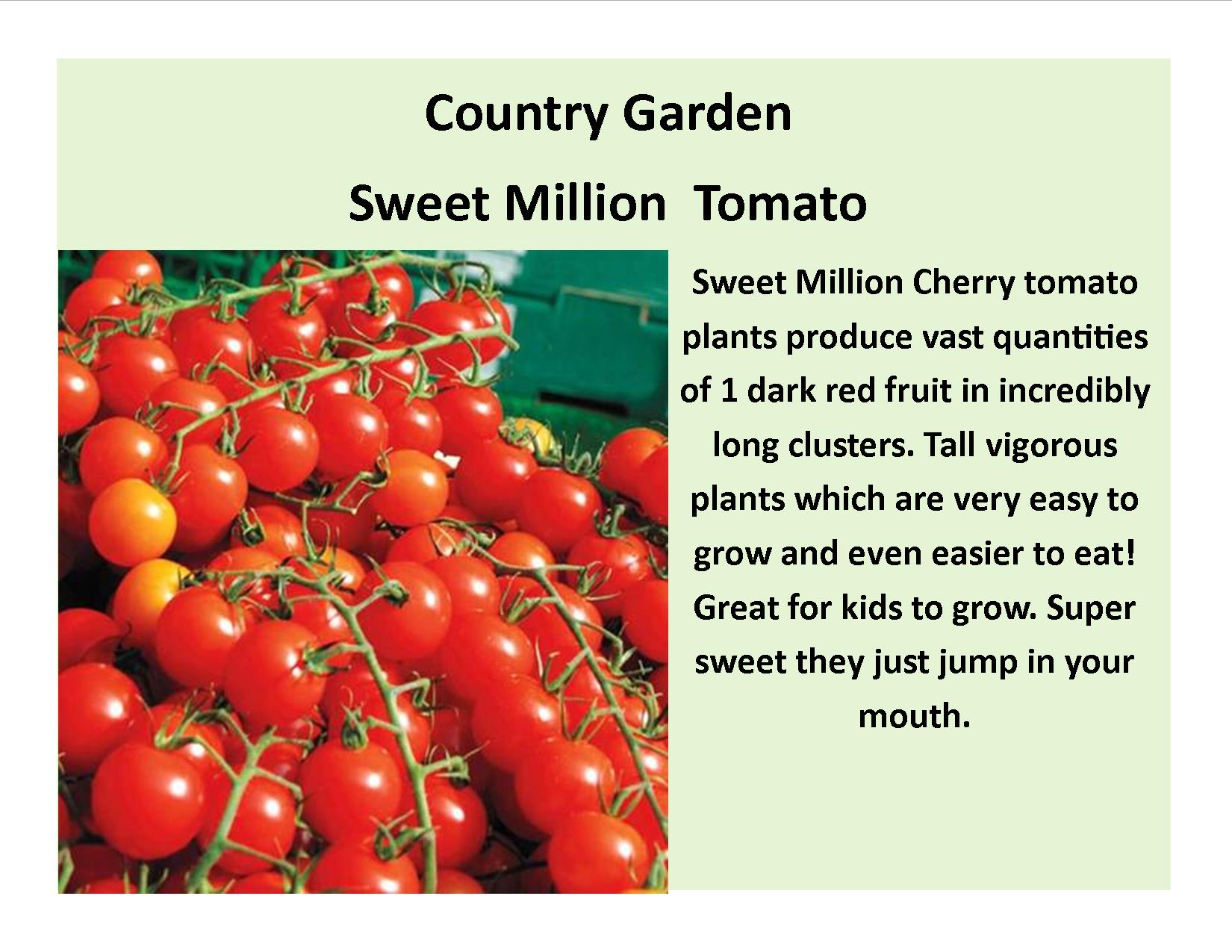 Sweet Million  Tomato
