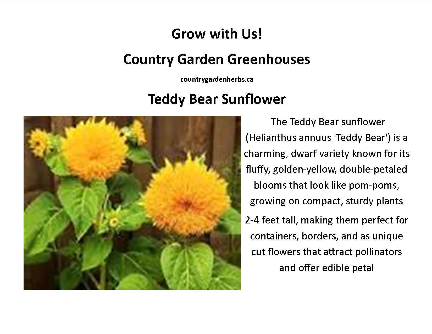  Teddy Bear Sunflower
