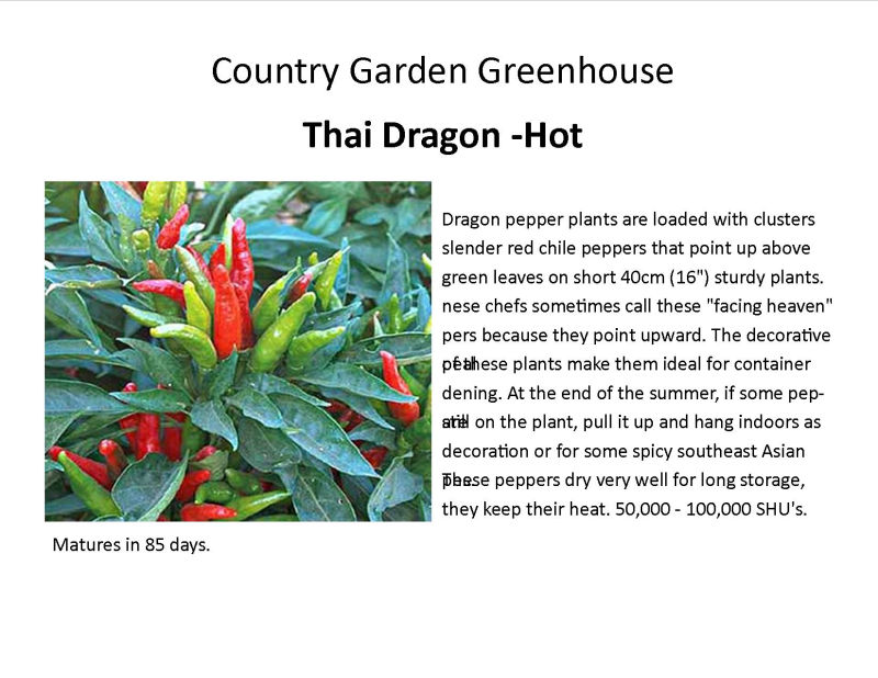 Thai Dragon -Hot