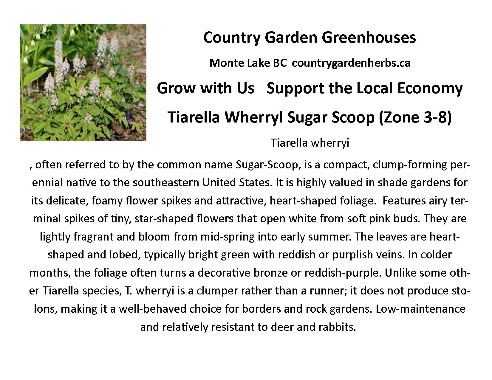 Tiarella Wherryl Sugar Scoop