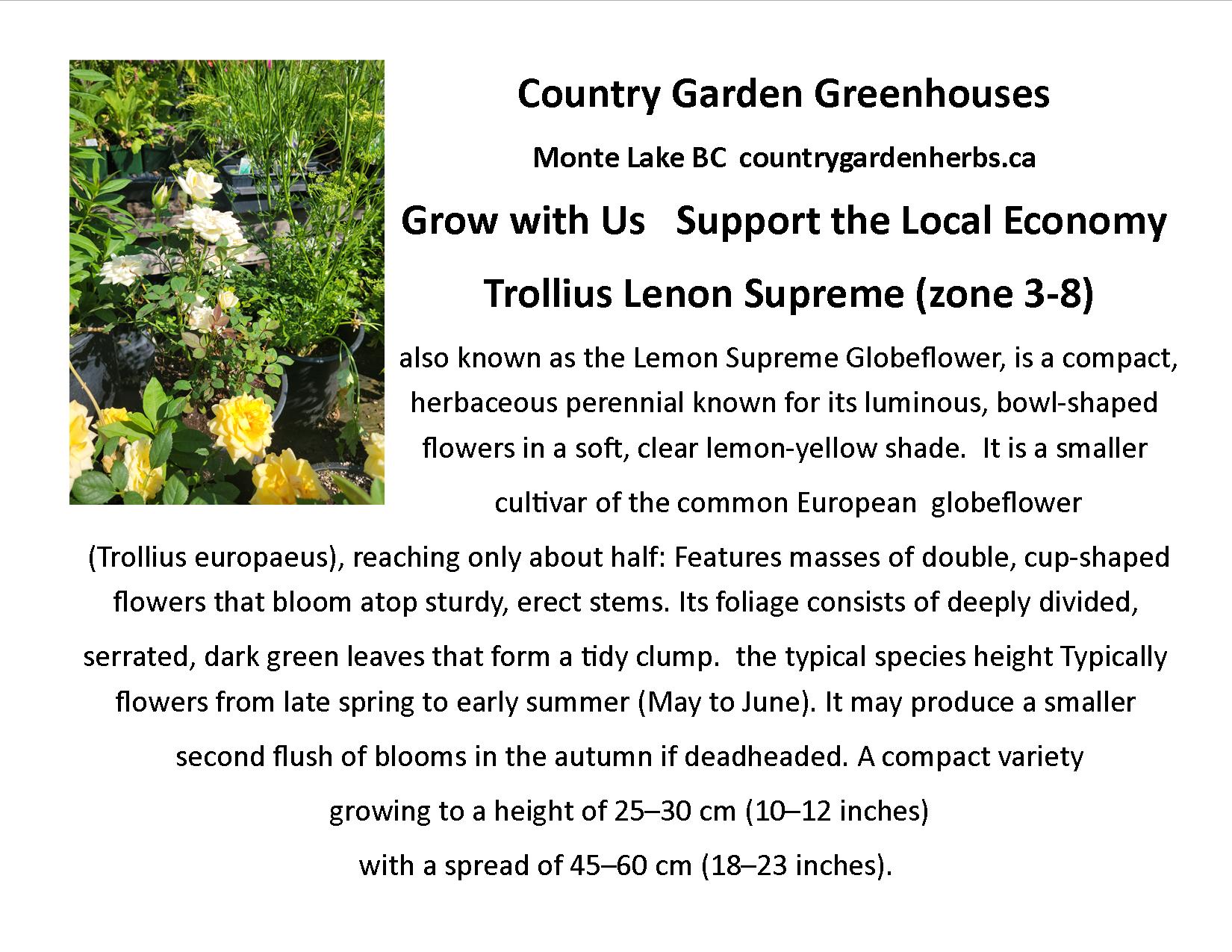 Trollius Lenon Supreme