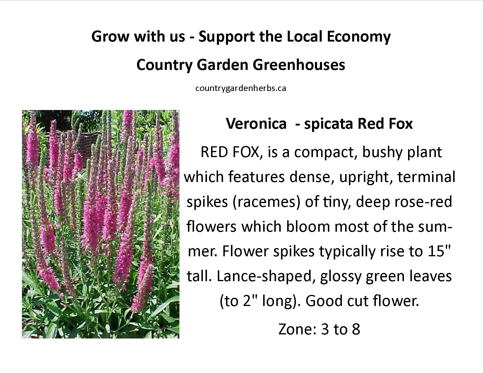 Veronica  - spicata Red Fox