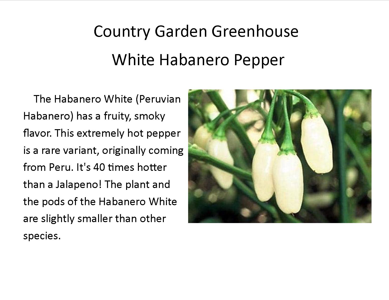 White Habanero Pepper