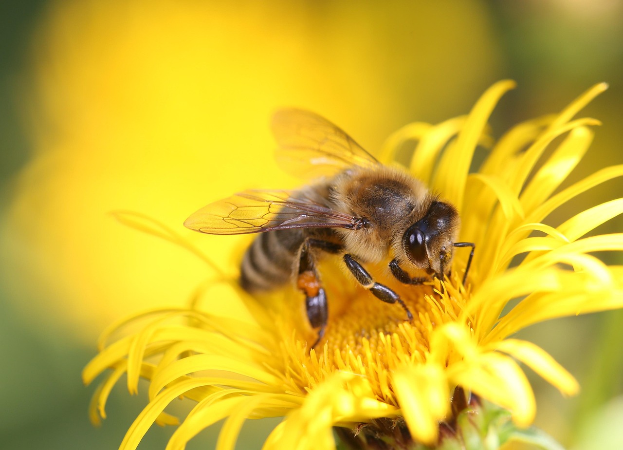 Bee pollinating a Flower