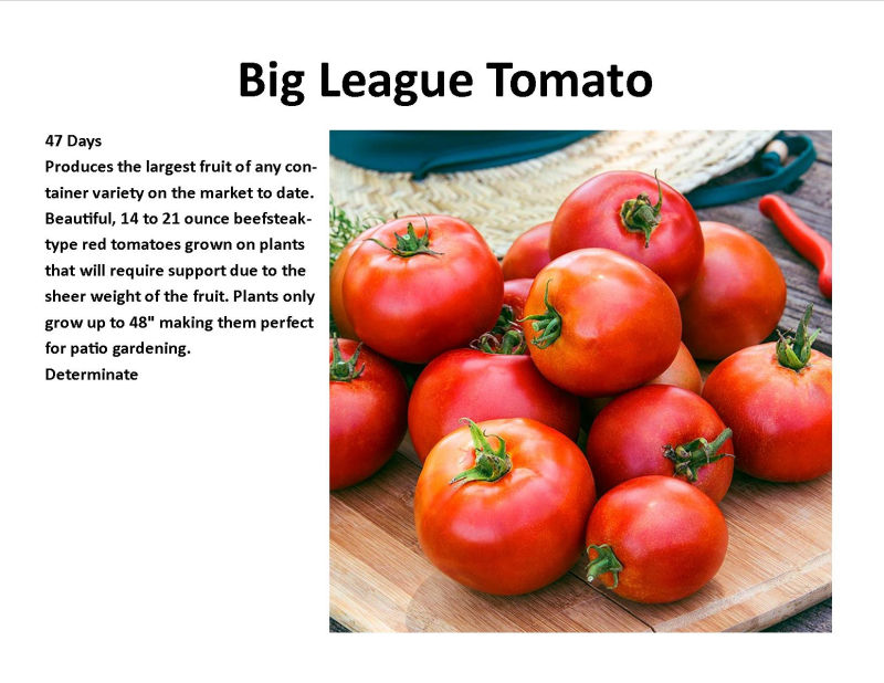 Big League Tomato