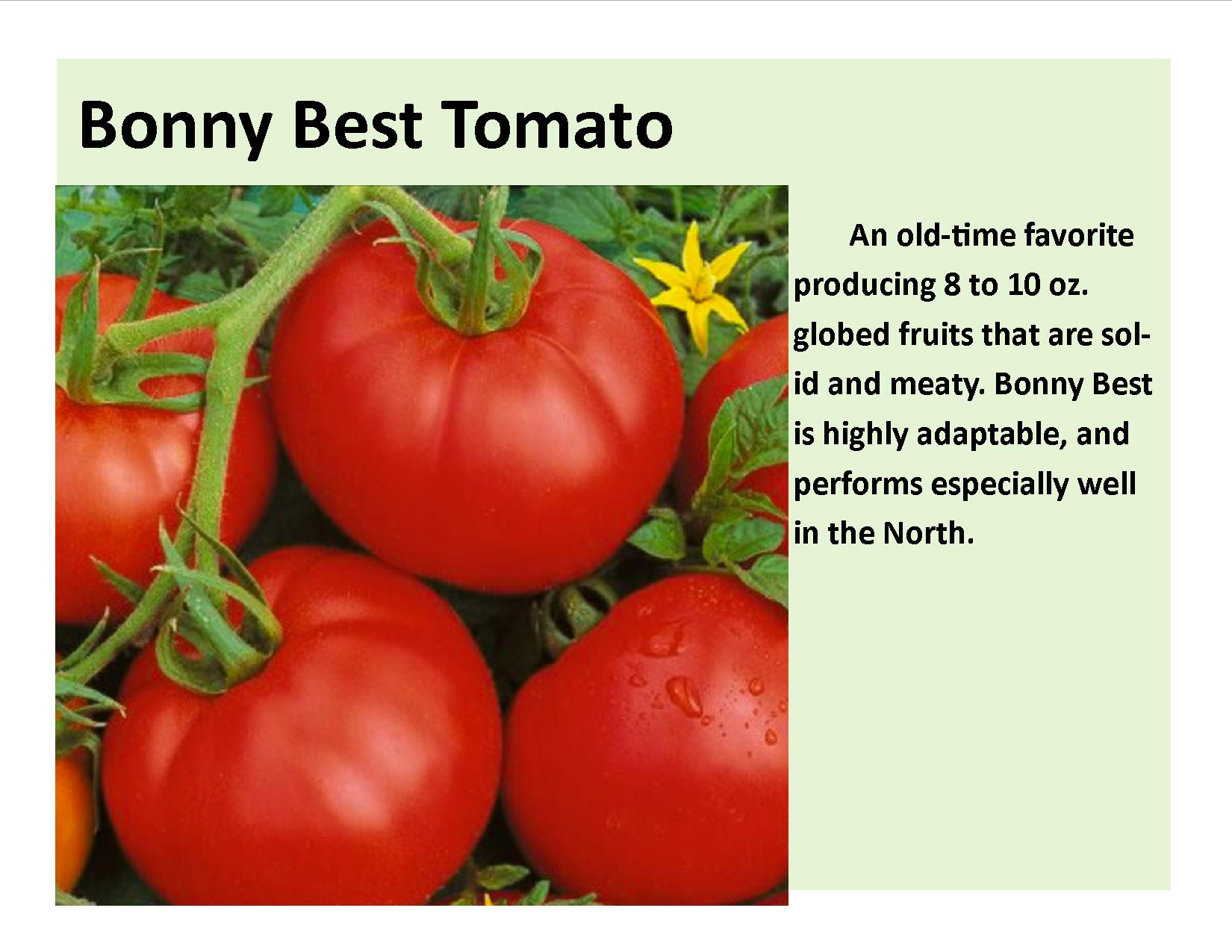 Bonny Best Tomatoes
