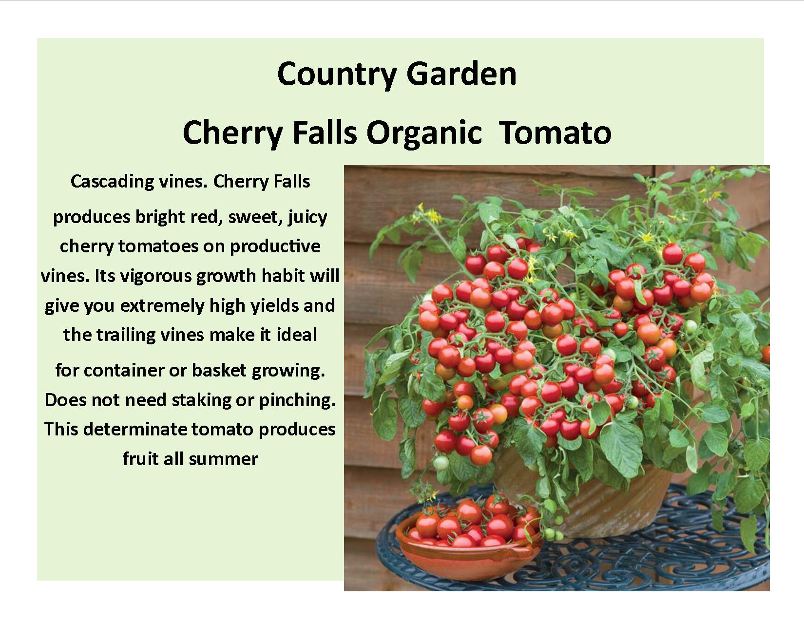 Cherry Falls Organic  Tomato