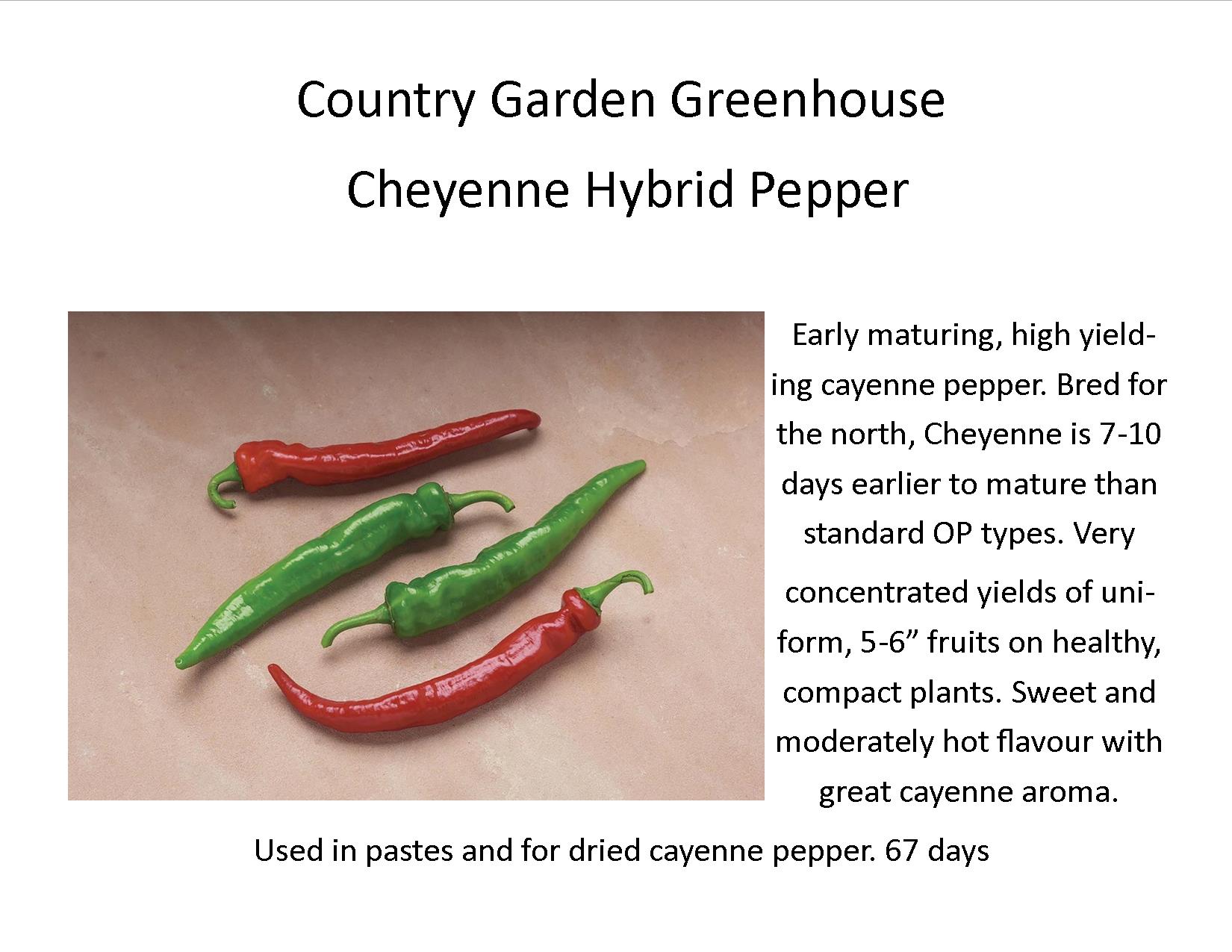 Cheyenne Hybrid Pepper