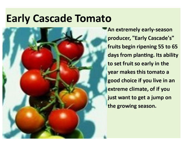 Early Cascade Tomato