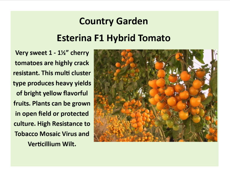 Esterina F1 Hybrid Tomato