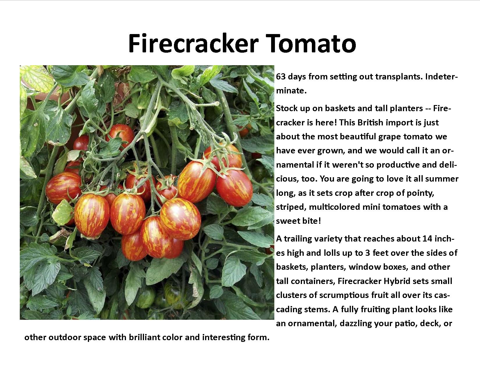 Firecracker Tomato