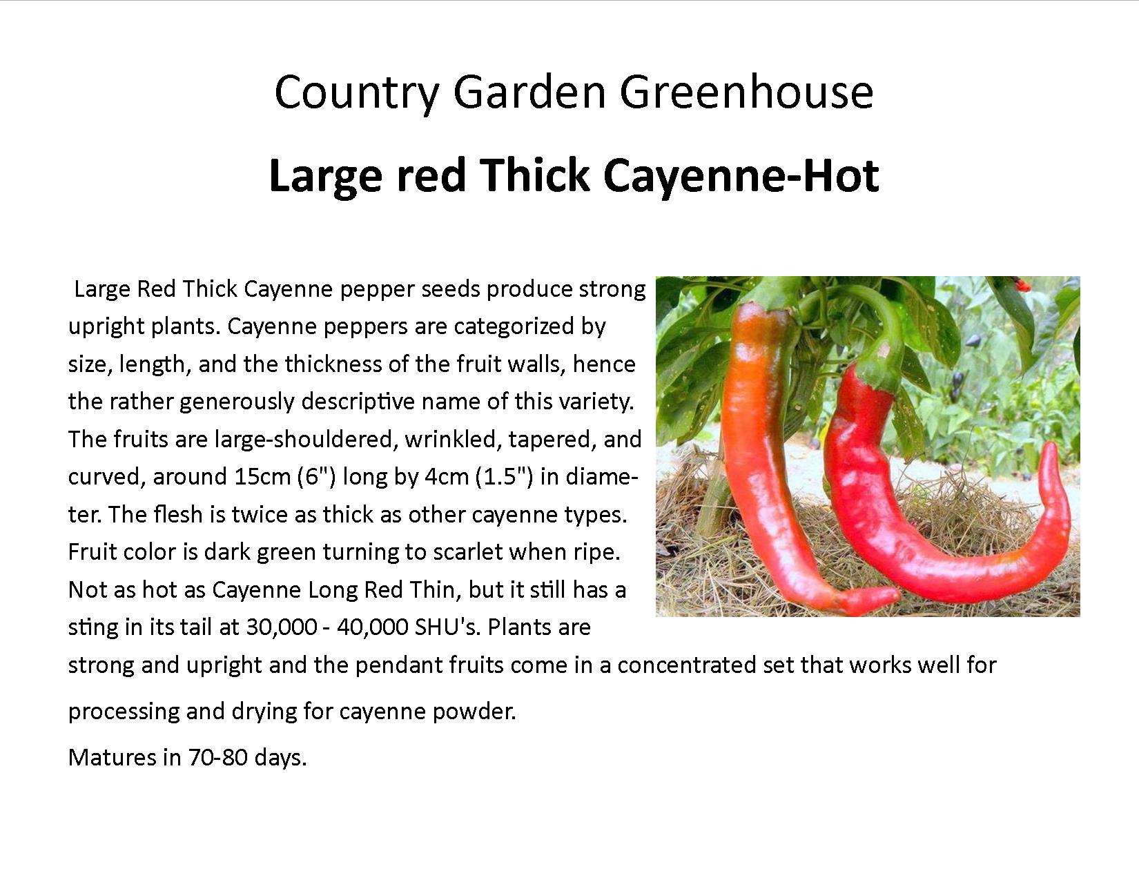 Large red Thick Cayenne-Hot