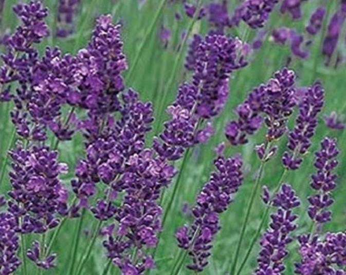 Lavender
