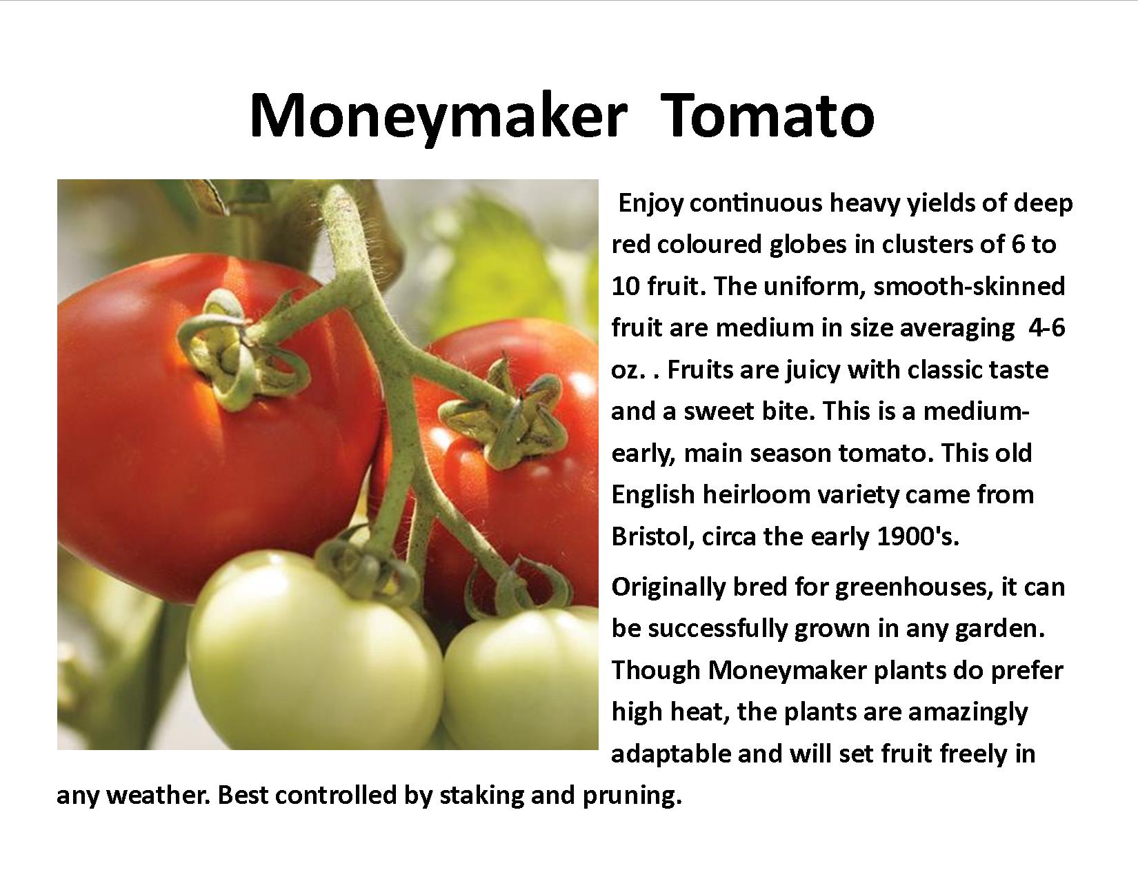Moneymaker  Tomato