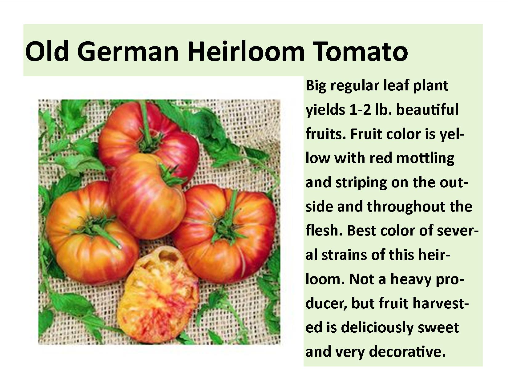 Old German Heirloom Tomato