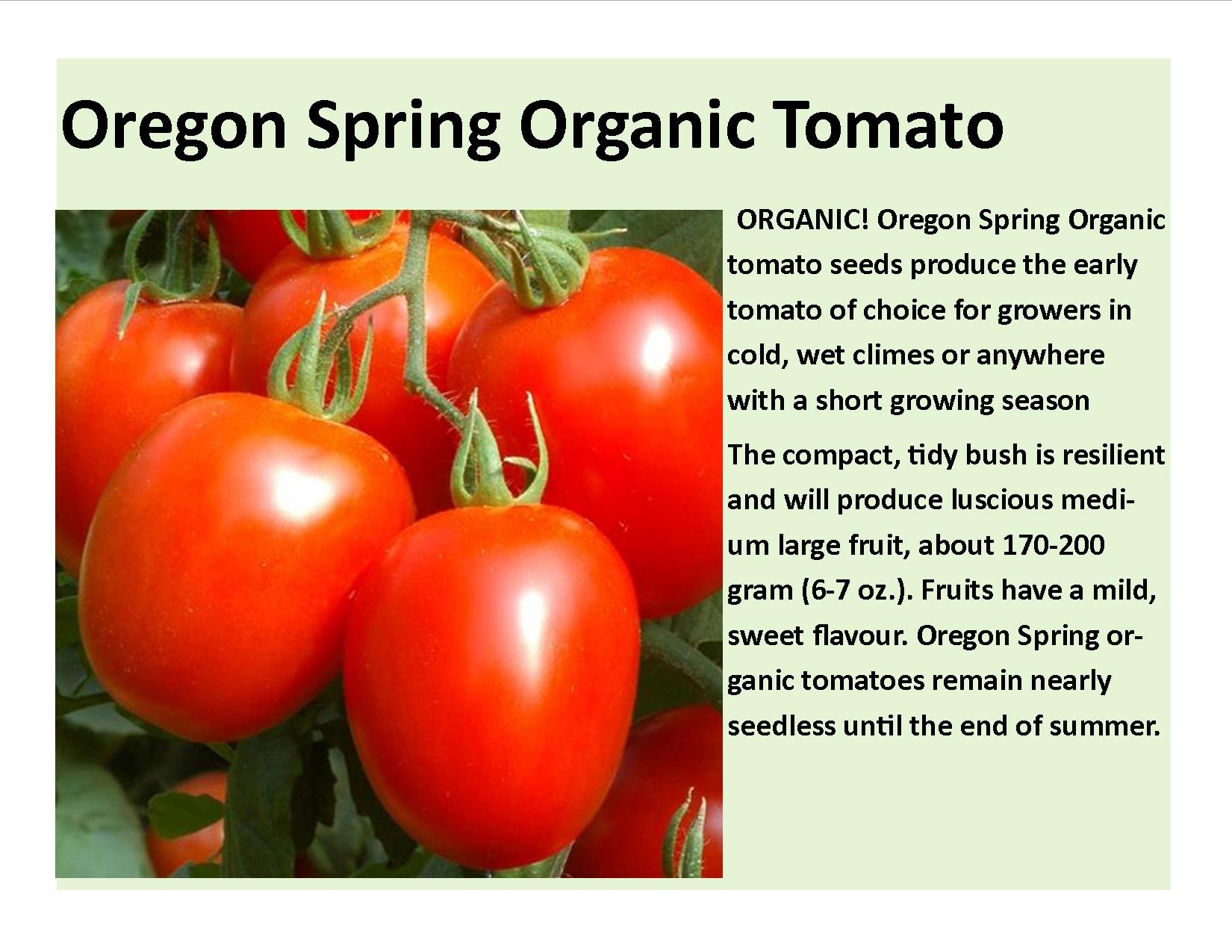 Oregon spring Tomato