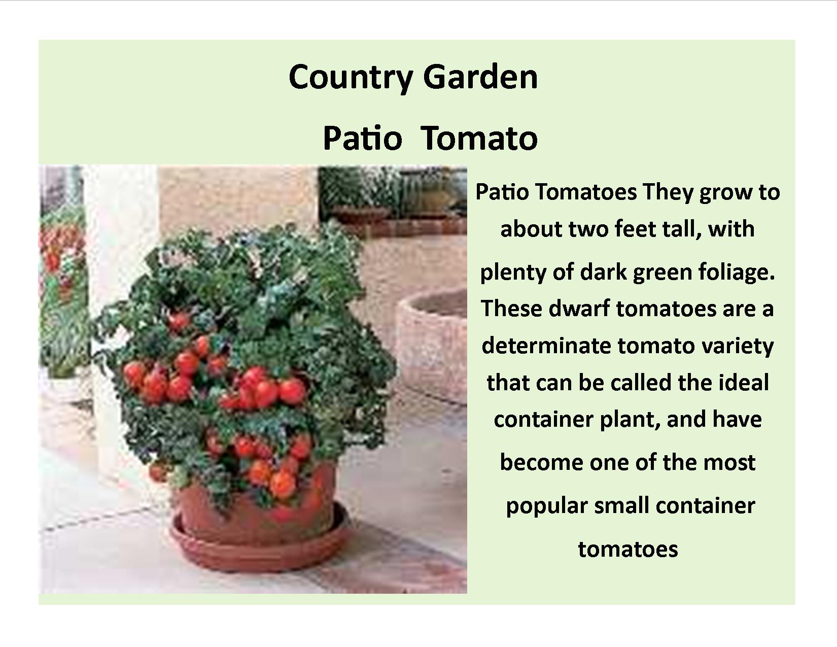 Patio Tomatoes