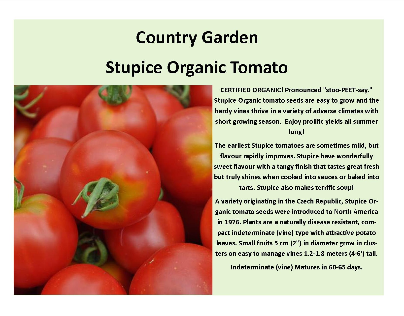 Stupice Organic Tomato