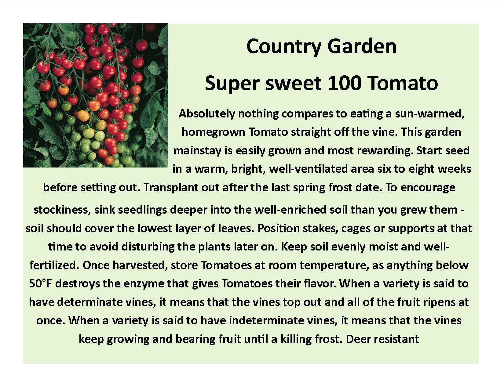 Sweet 100 Tomato
