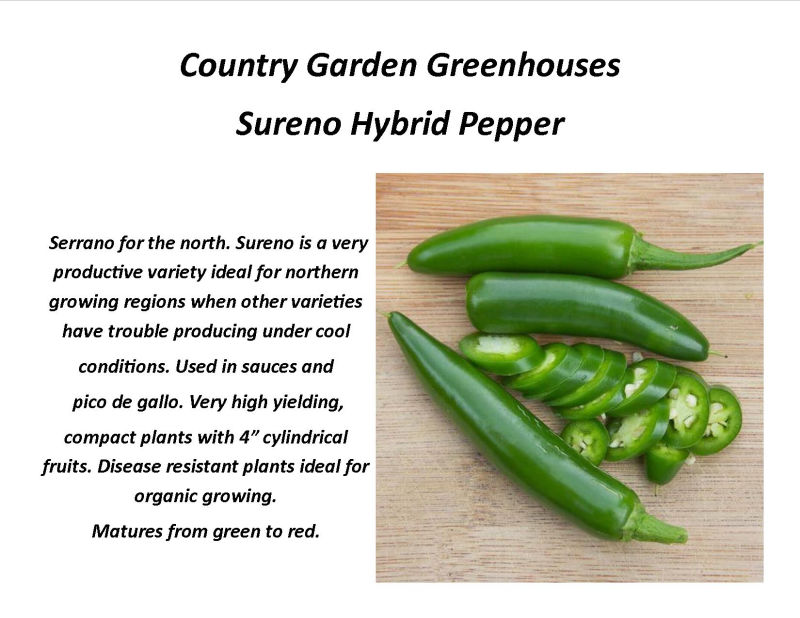 Sureno Hybrid Pepper